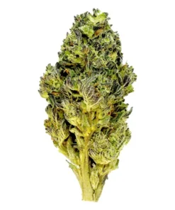 Gelato Mintz – THCA Flower